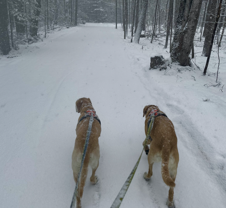 Blog Report #1 Extension For Any and All