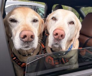 Apologies for Weekly Intro Snafu