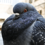 Profile picture of PagePigeon